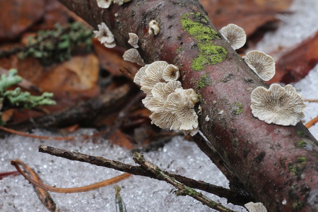 Kulig 2014 – grzybowo Kulig 2014 – grzybowo