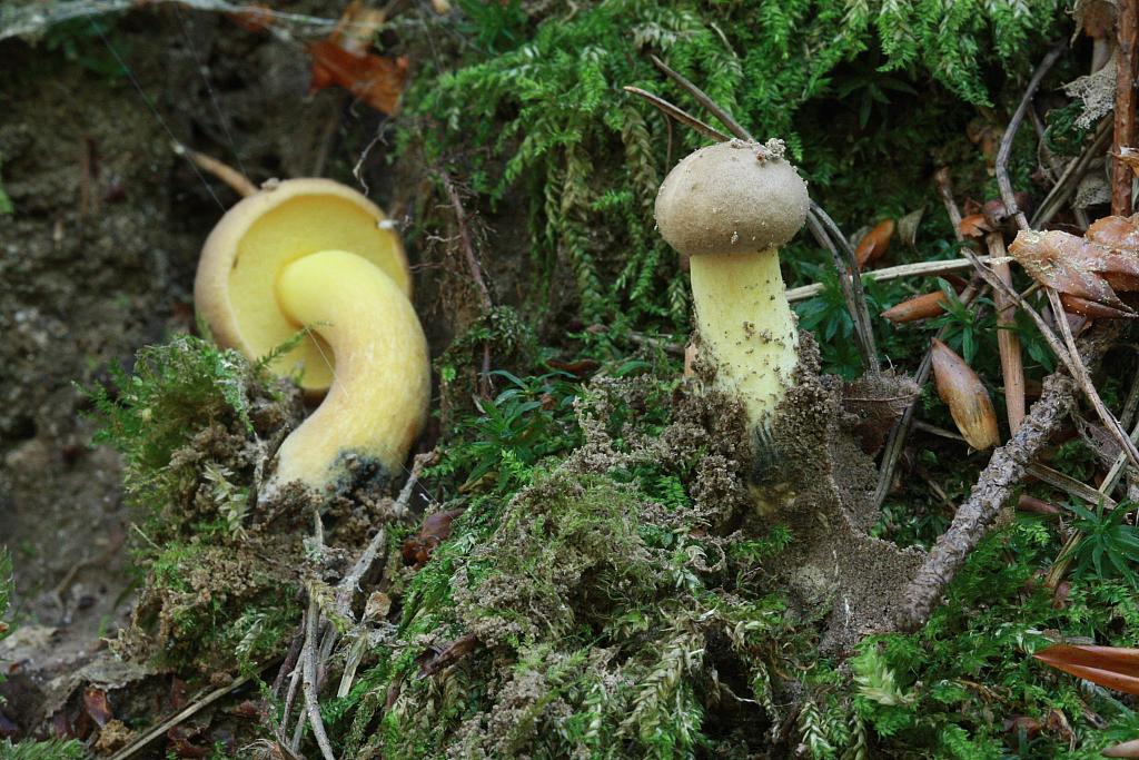 Borowik klinowotrzonowy (Cyanoboletus pulverulentus)