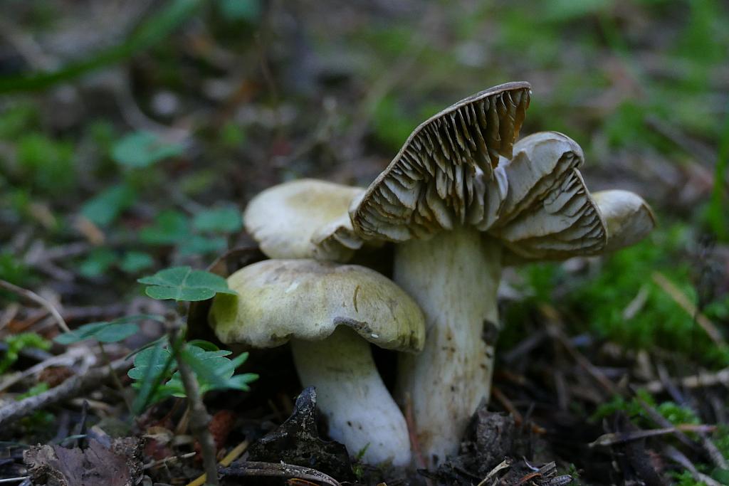 Tricholoma luridum (Schaeff.) P. Kumm. – gąska szerokoblaszkowa