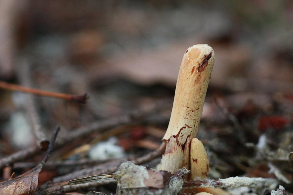 Buławka obcięta (Clavariadelphus truncatus)