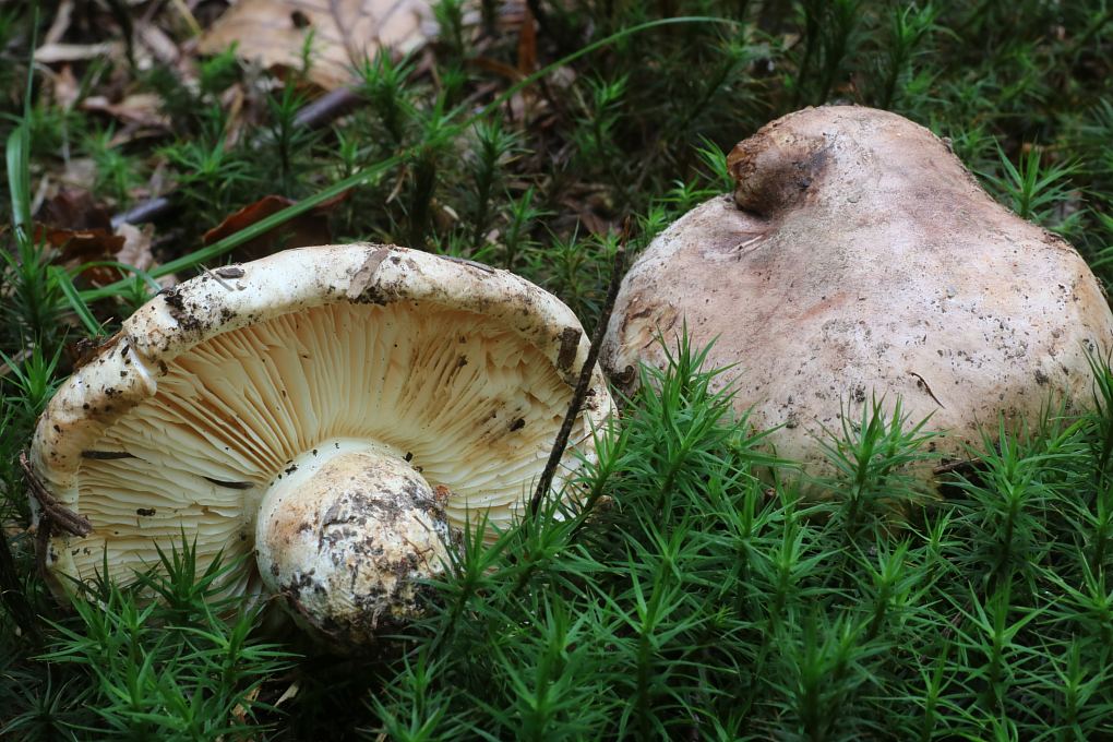 Tricholoma roseoacerbum A. Riva – nowy gatunek dla mykobioty Polski