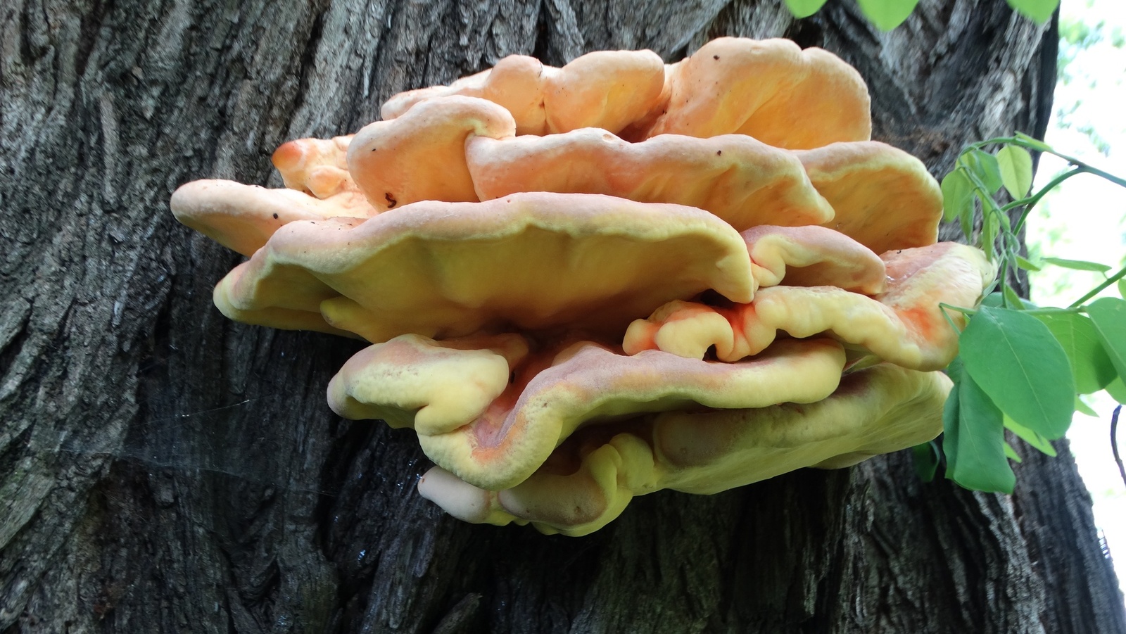 Żółciak siarkowy – Laetiporus sulphureus (Bull.) Murrill