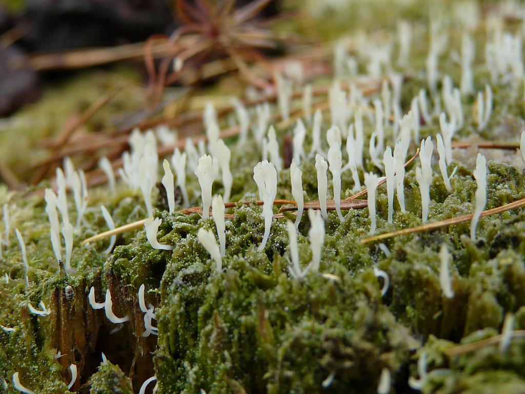 Multiclavula mucida (Pers.) R.H. Petersen – koralóweczka śluzowata