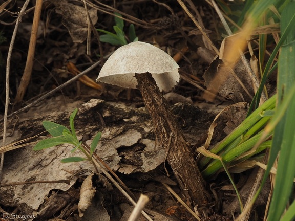 Battarrea phalloides – szczudłówka piaskowa – ciekawostka grzybowa