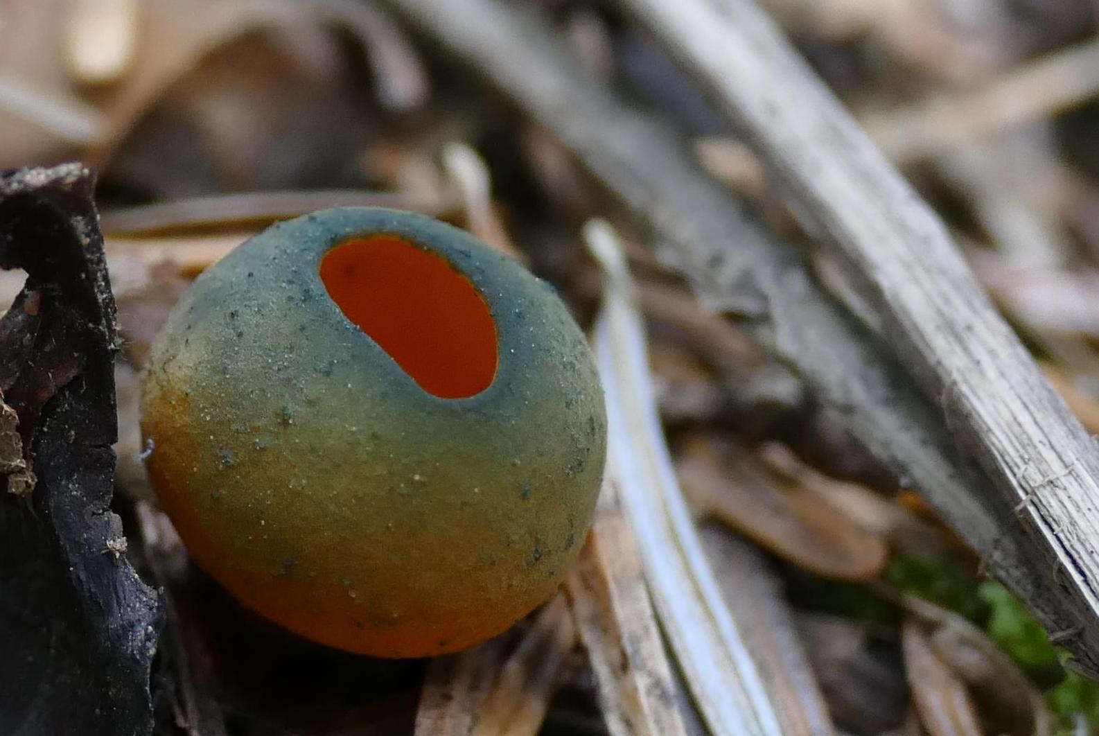 Kielonka błyszcząca – Caloscypha fulgens