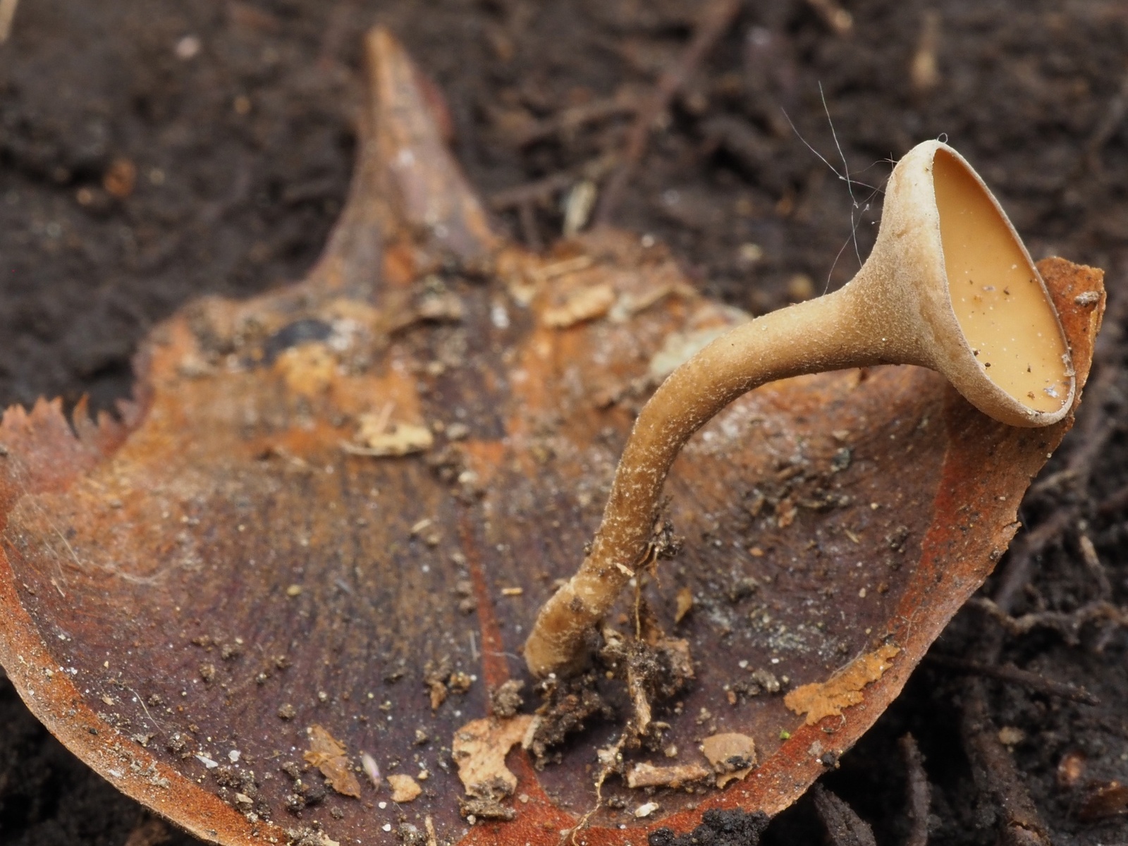 Ciboria rufofusca – kubianka rudawa