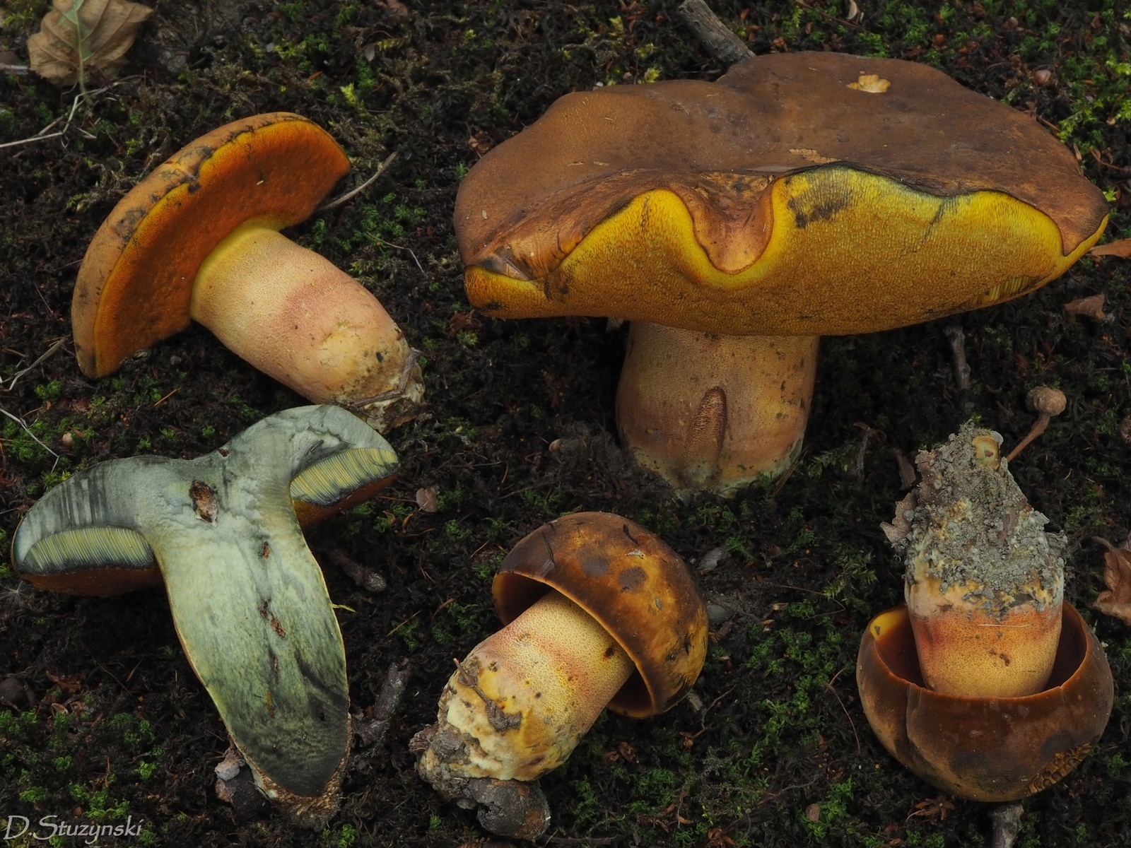 Neoboletus xanthopus – Krasnoborowik żółtoczerwony