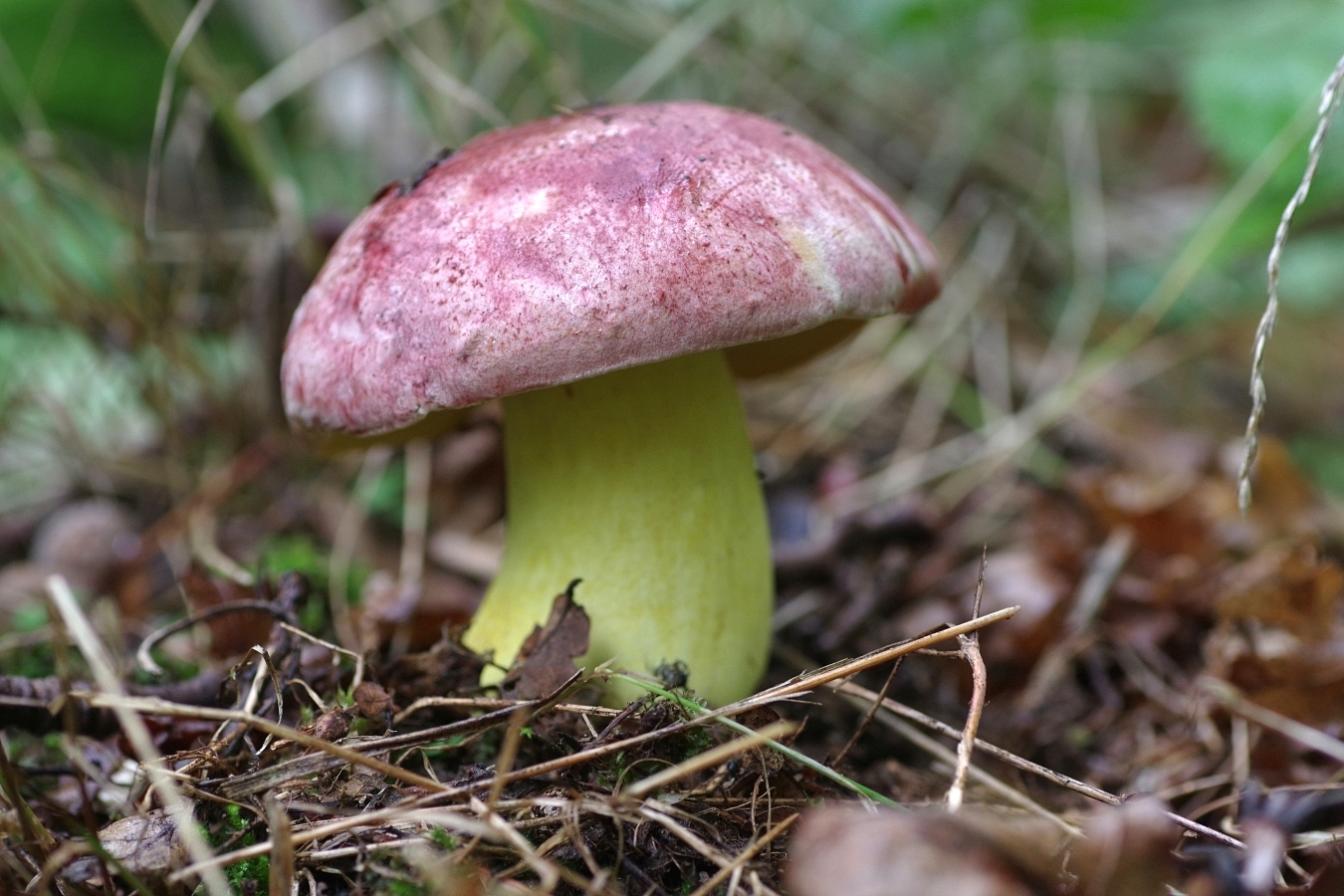 Masłoborowik królewski – Butyriboletus regius Masłoborowik królewski – Butyriboletus regius
