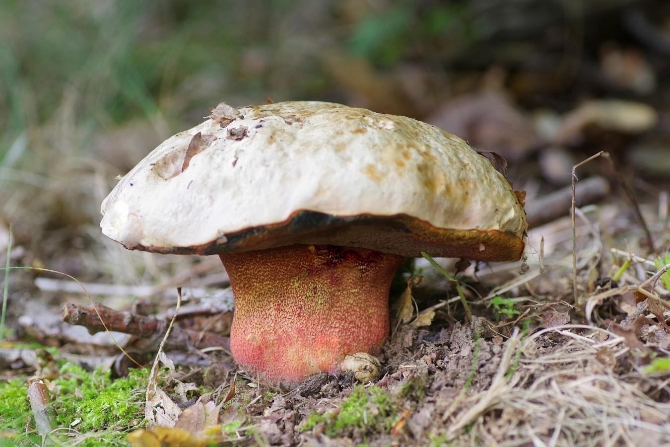 Krwistoborowik purpurowy – Rubroboletus rhodoxanthus