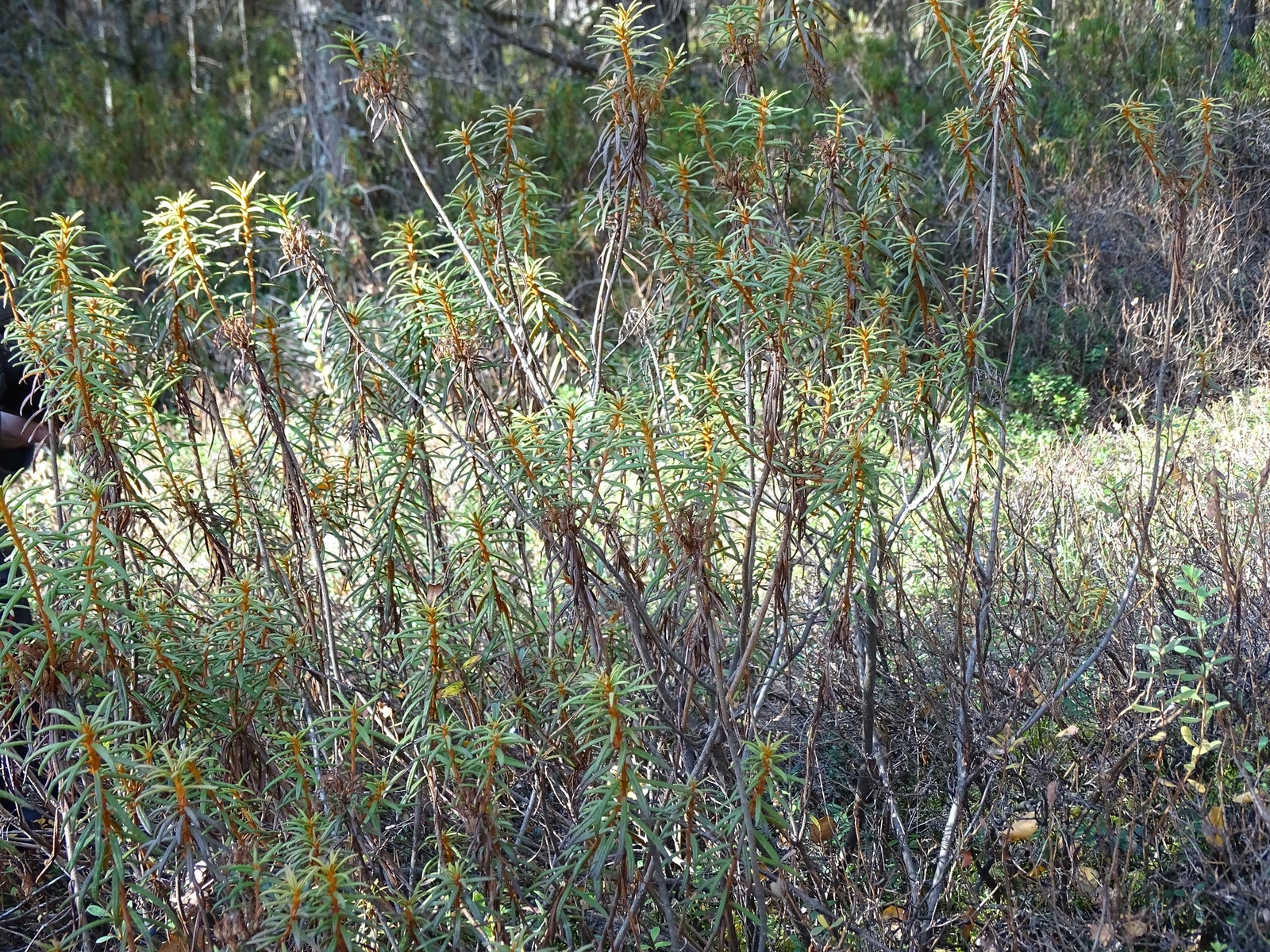 Torfowisko Baligówka – 12.10.2022 Torfowisko Baligówka – 12.10.2022