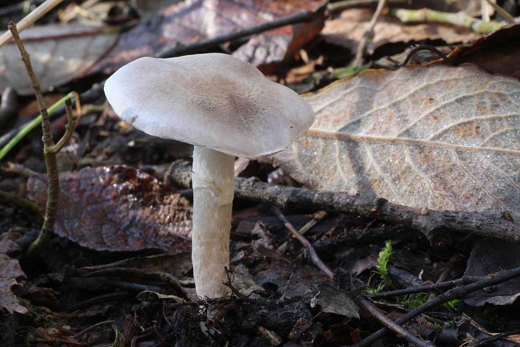 gąska wierzbowa (Tricholoma cingulatum)