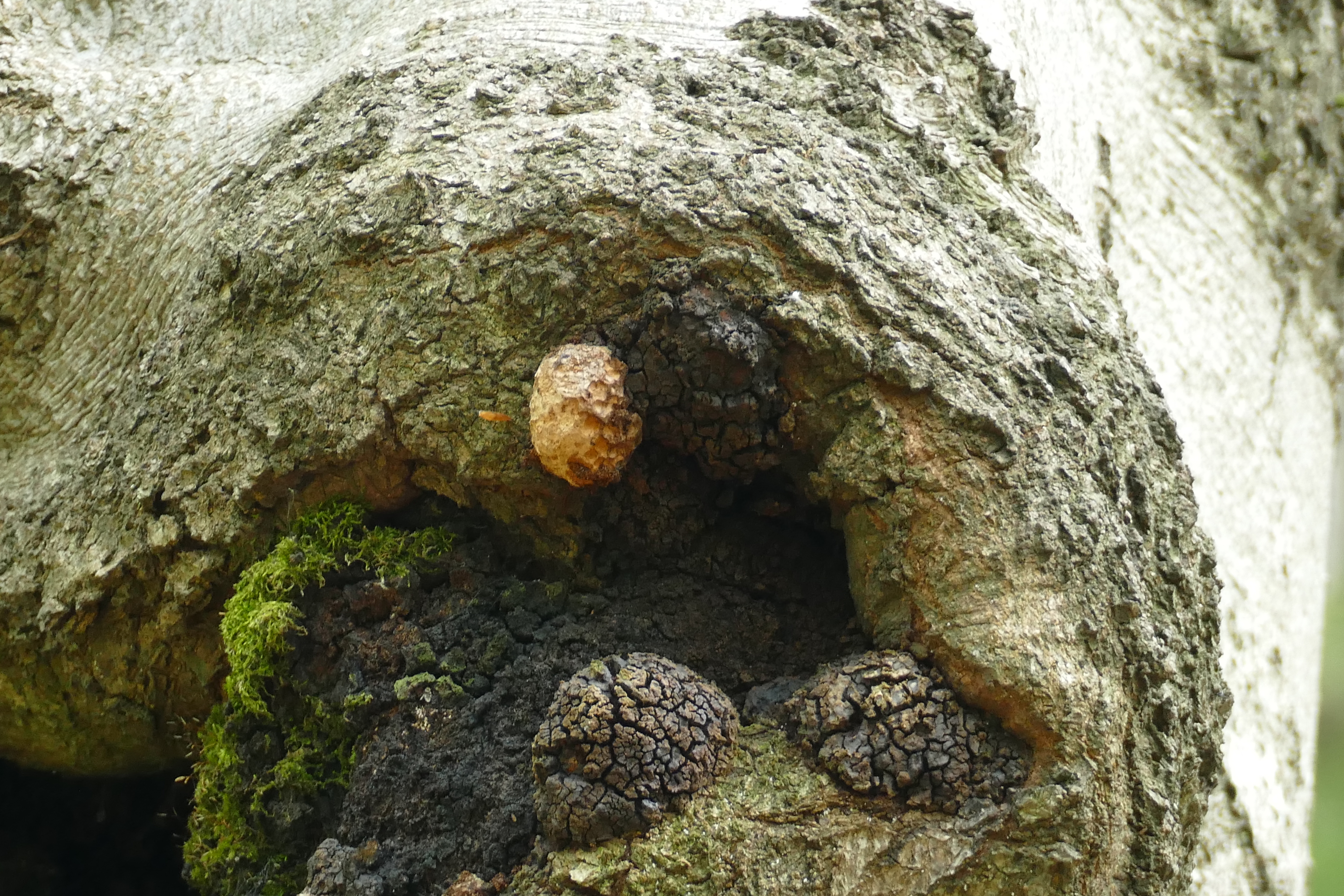 Inonotus nidus-pici Pilát ex Pilát Inonotus nidus-pici Pilát ex Pilát