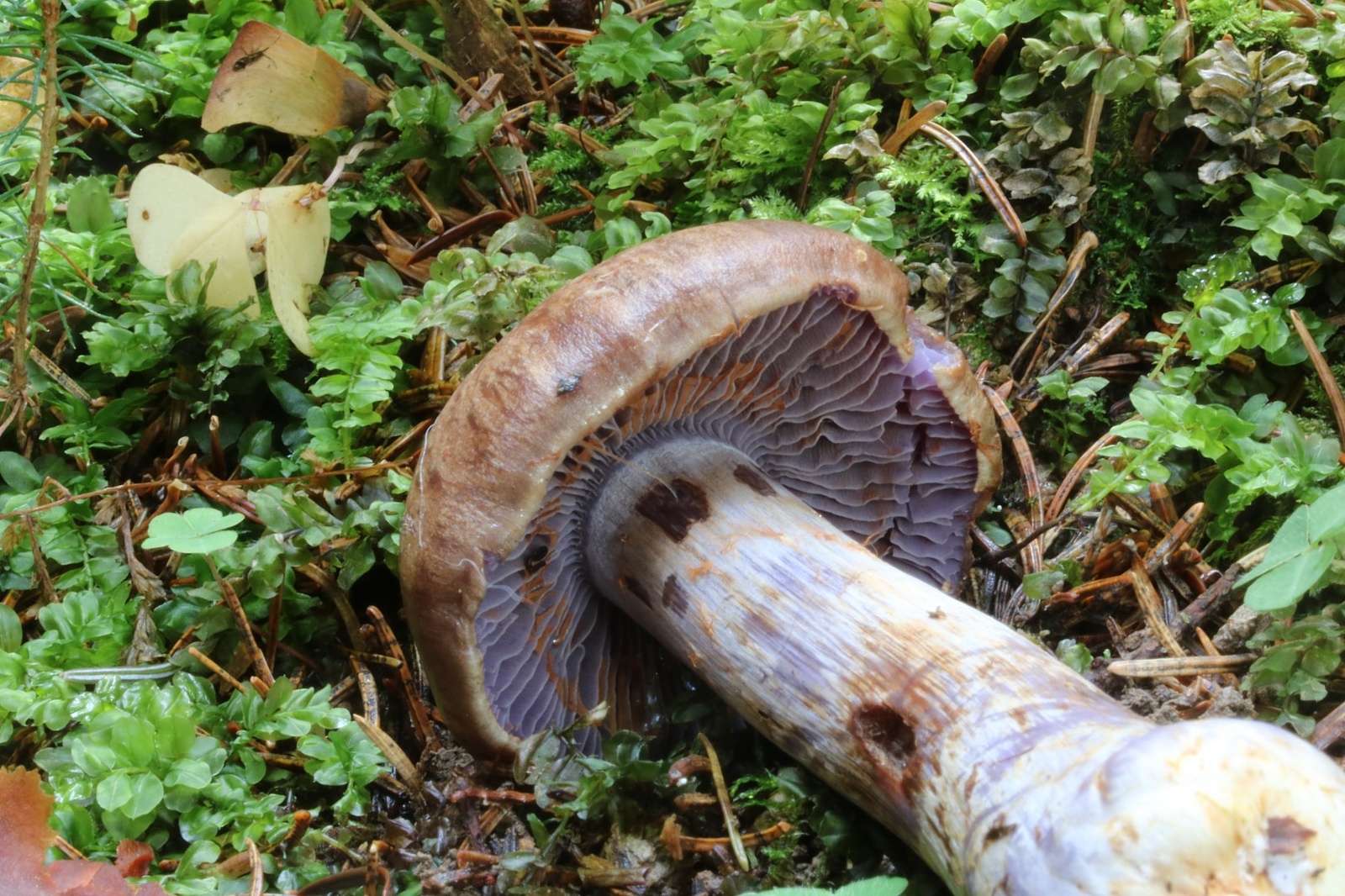 Thaxterogaster fulvo-ochrascens – zasłonak brunatnoplamisty