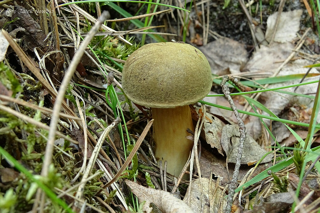 Żegnamy maj, witamy czerwiec