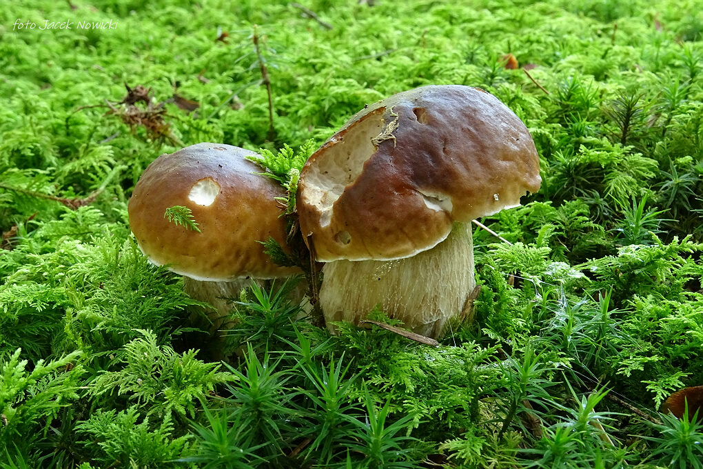 Czerwcowe grzybaski