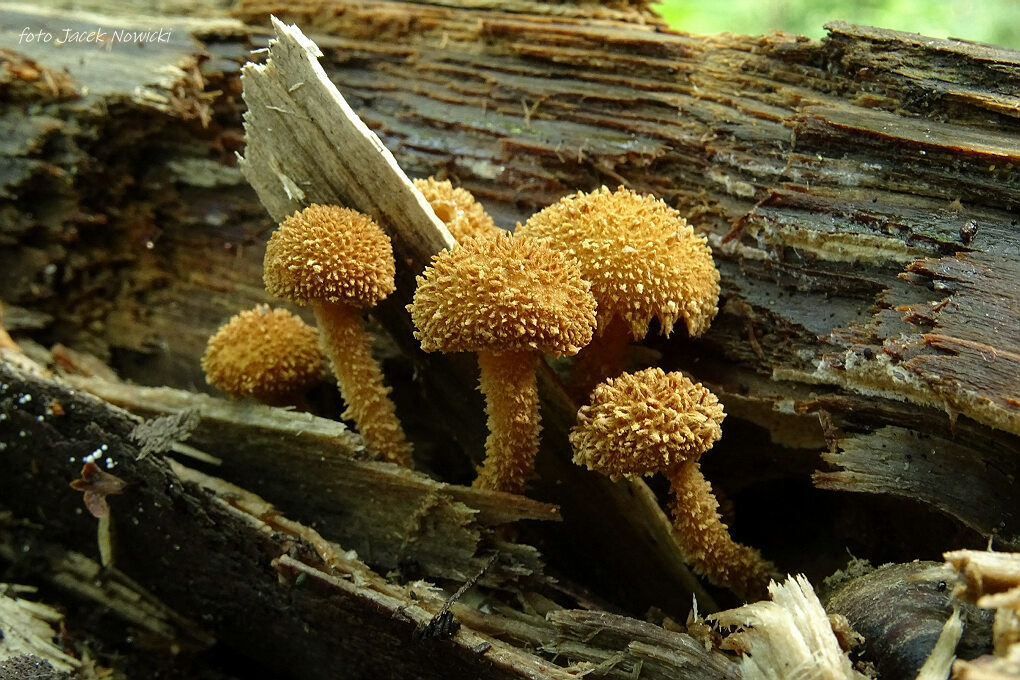 Ostatnia dekada lipca