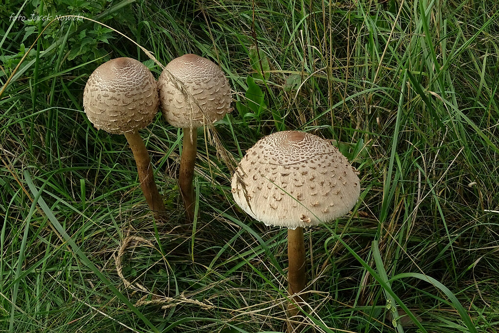 Po lekkim zastoju zaczyna się rozkręcać