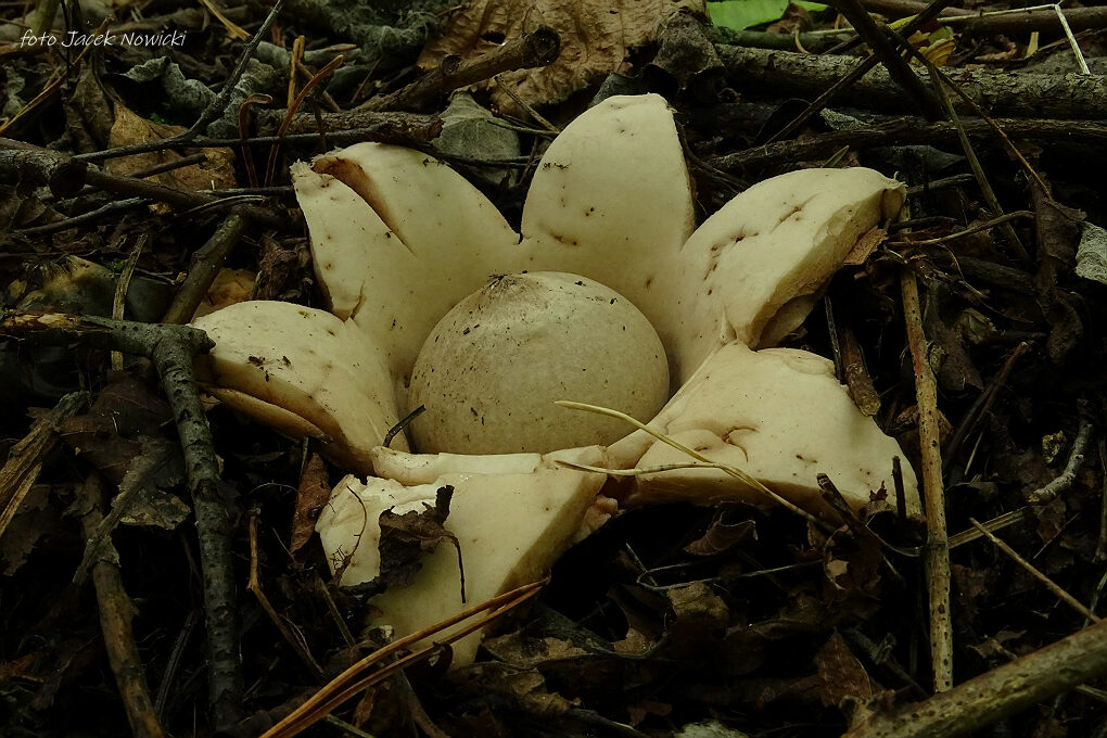 Wyprawa na wnętrzniaki