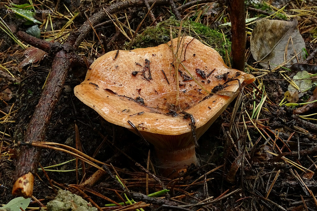 Po mokrym weekendzie Po mokrym weekendzie