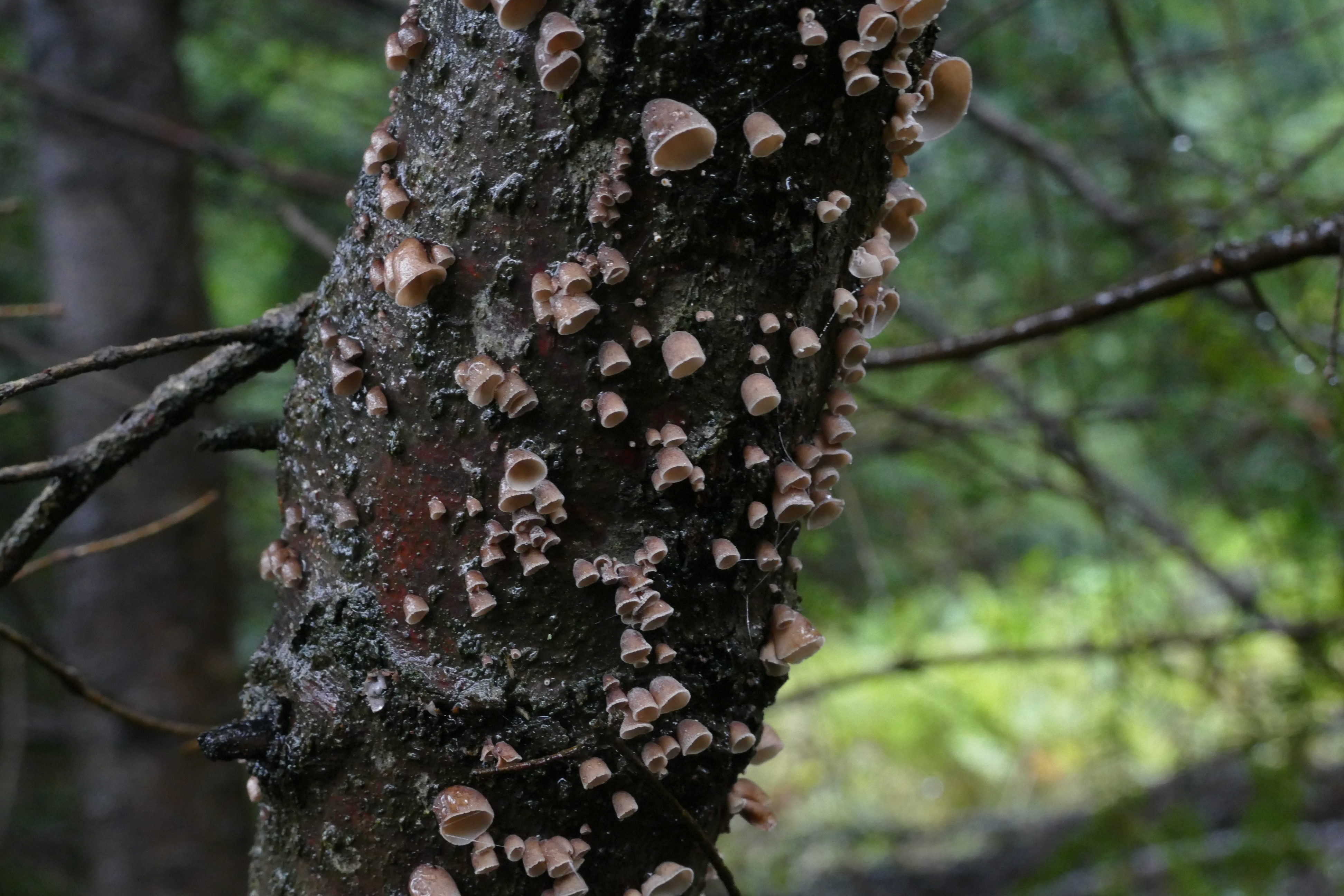 Spacer mykologiczny w proponowanym rezerwacie Wołowiec Spacer mykologiczny w proponowanym rezerwacie Wołowiec