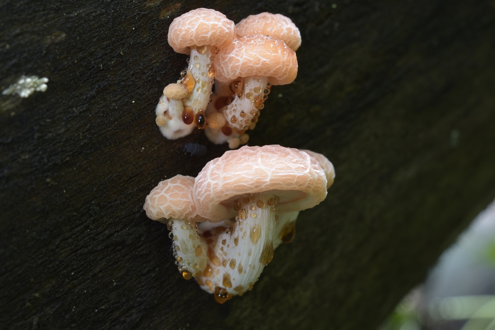 Żyłkowiec różowawy – sprawdzona miejscówka Żyłkowiec różowawy – sprawdzona miejscówka