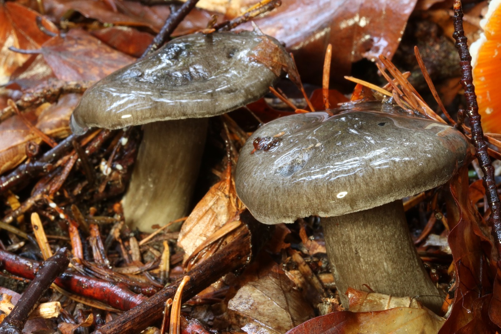 Hygrophorus atramentosus – wodnicha atramentowa Hygrophorus atramentosus – wodnicha atramentowa