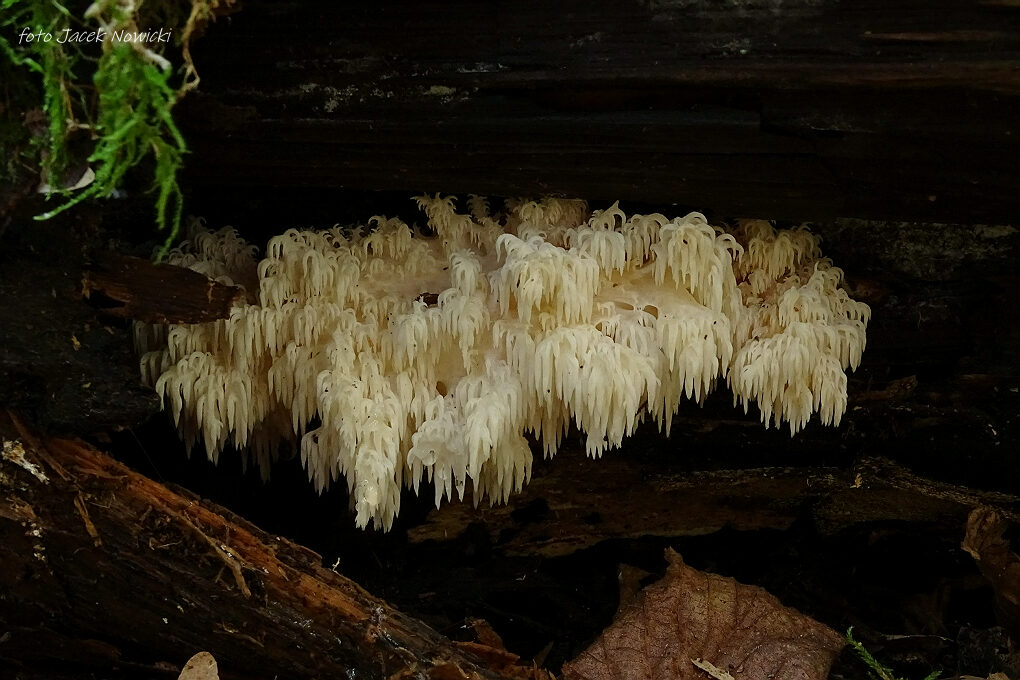 Grzybowe szaleństwo Grzybowe szaleństwo