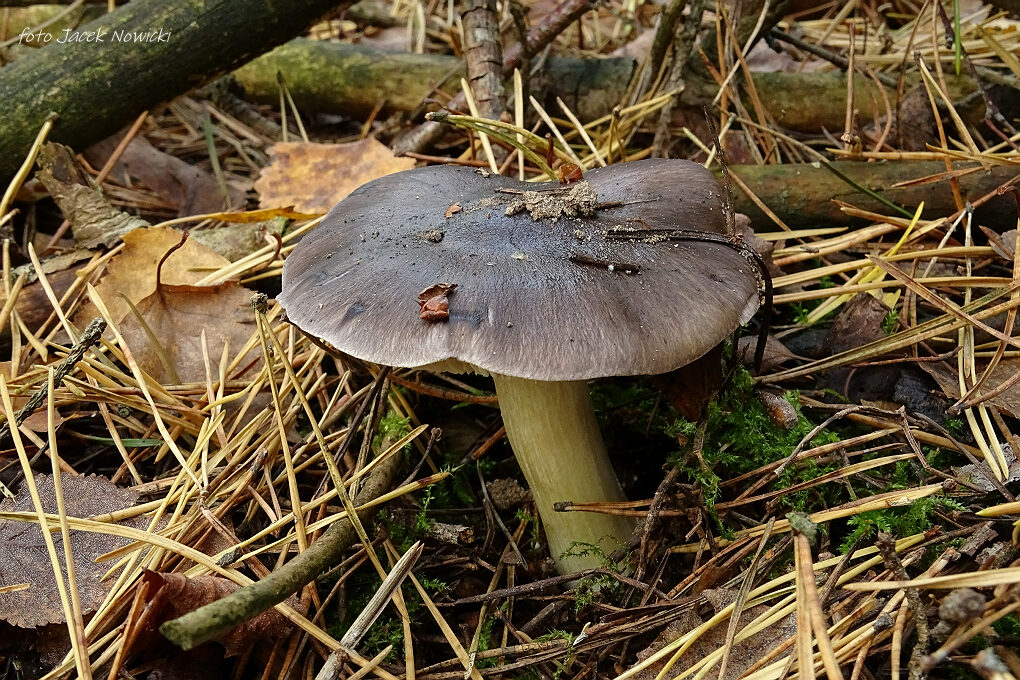 Pierwsze listopadowe grzyby Pierwsze listopadowe grzyby