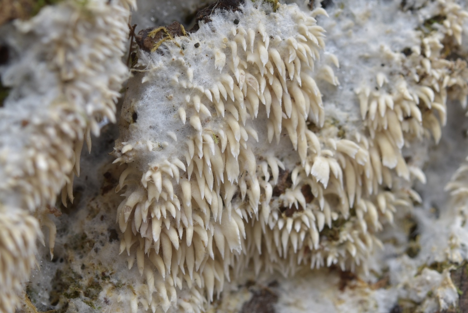 Kilka ciekawszych listopadowych gatunków Kilka ciekawszych listopadowych gatunków