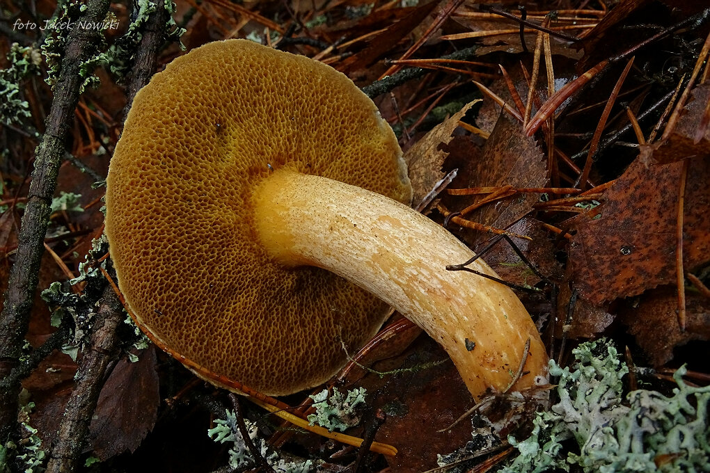 Ostatnie borowikowate w 2025 r.? i nie tylko…