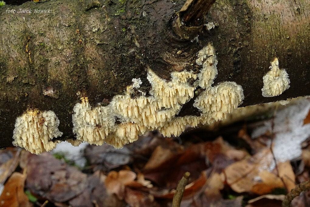 Trochę zimowej mykoflory…