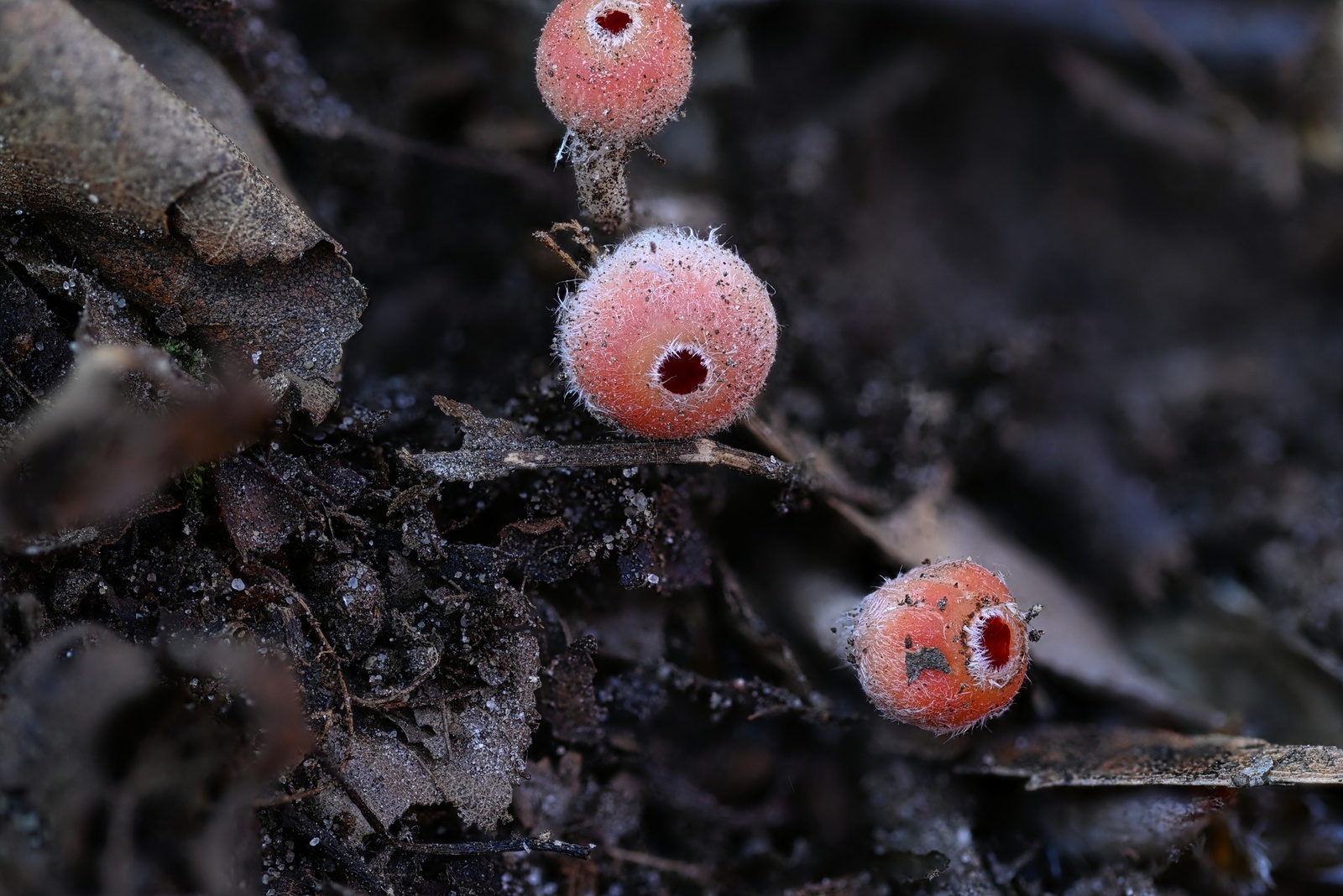 Wspólny Las – Strzel se fotkę w lesie